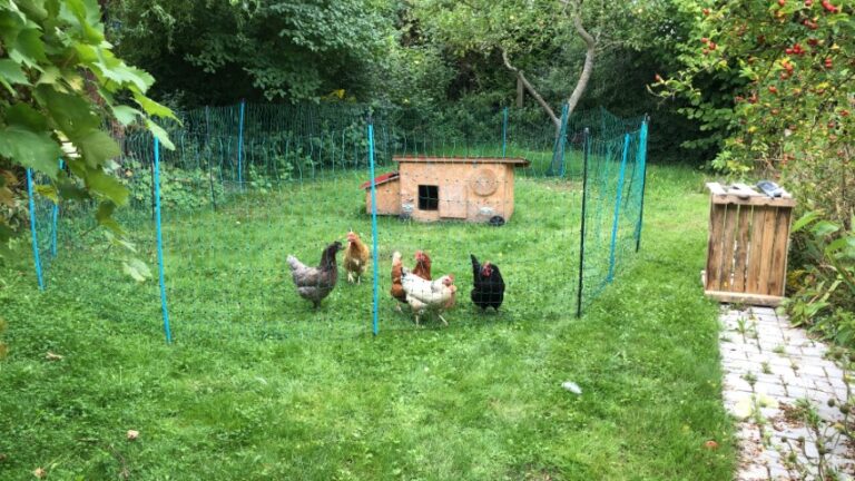 Rent-a-Huhn
