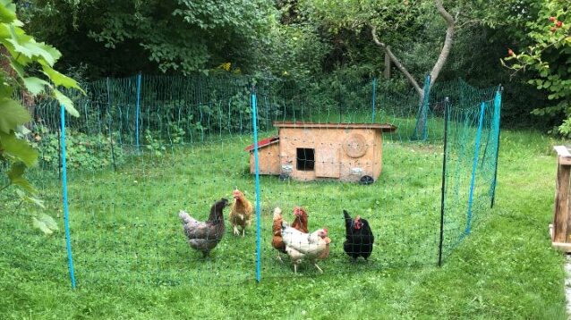 Rent-a-Huhn